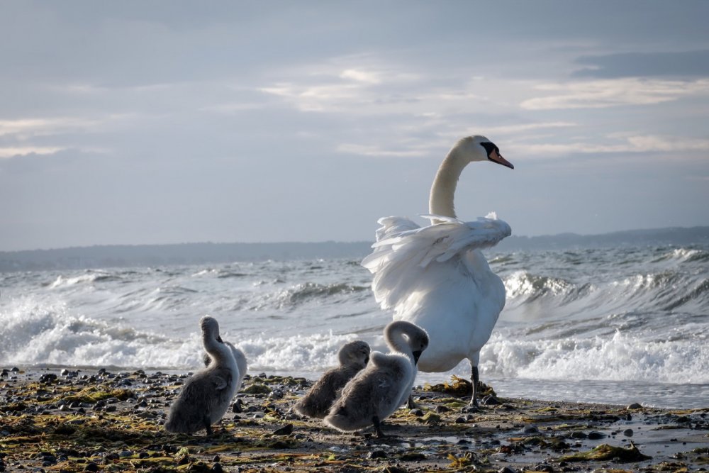 Птицы Альбатросы на Балтийском море