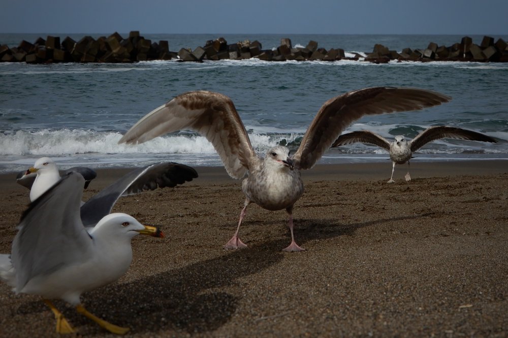 Птицы черноморского побережья