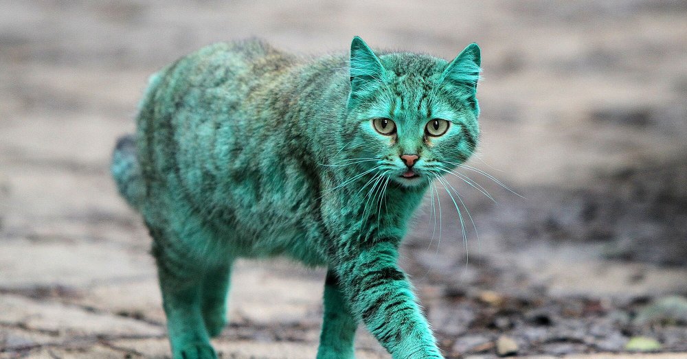 Кошка зеленого цвета