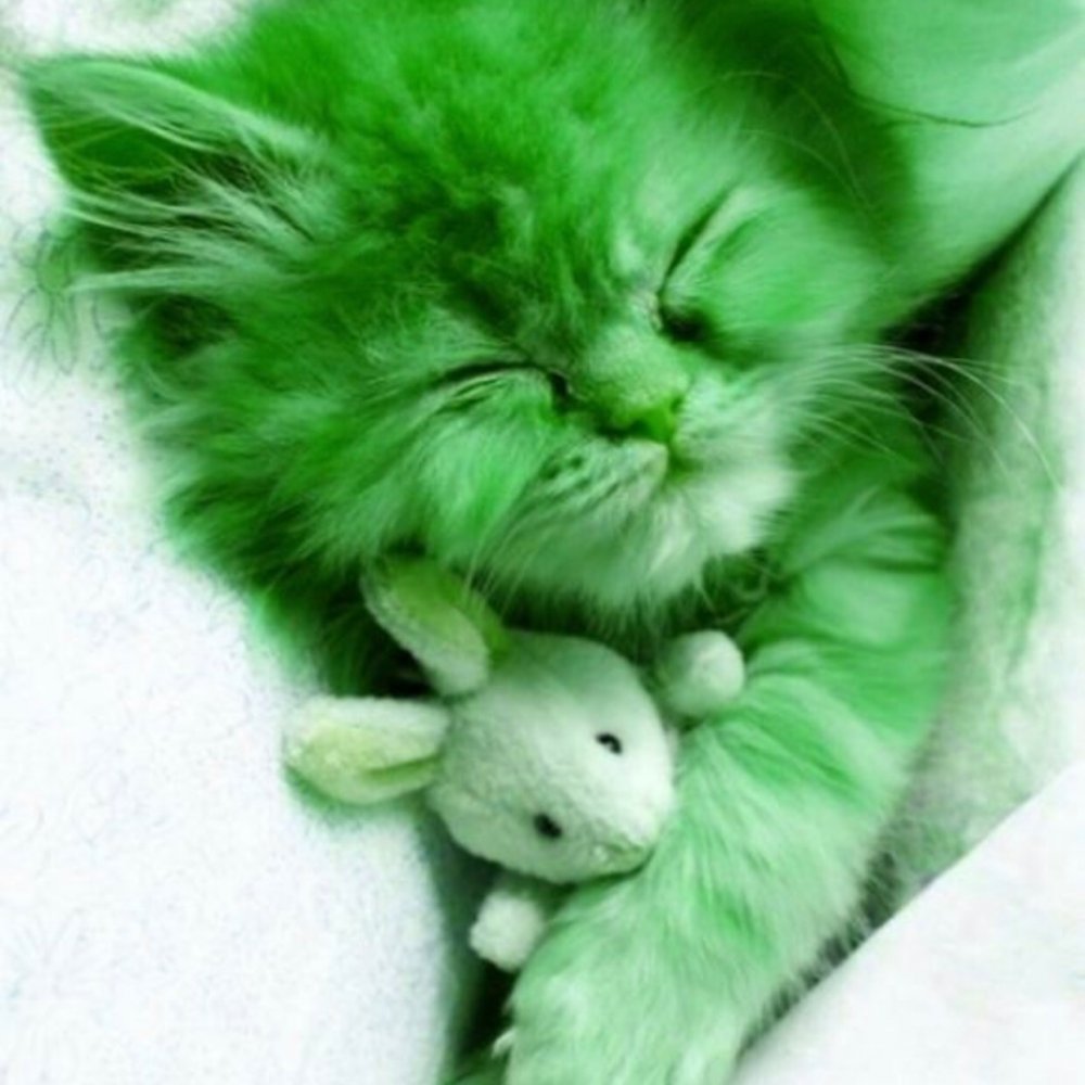 Зеленый котик