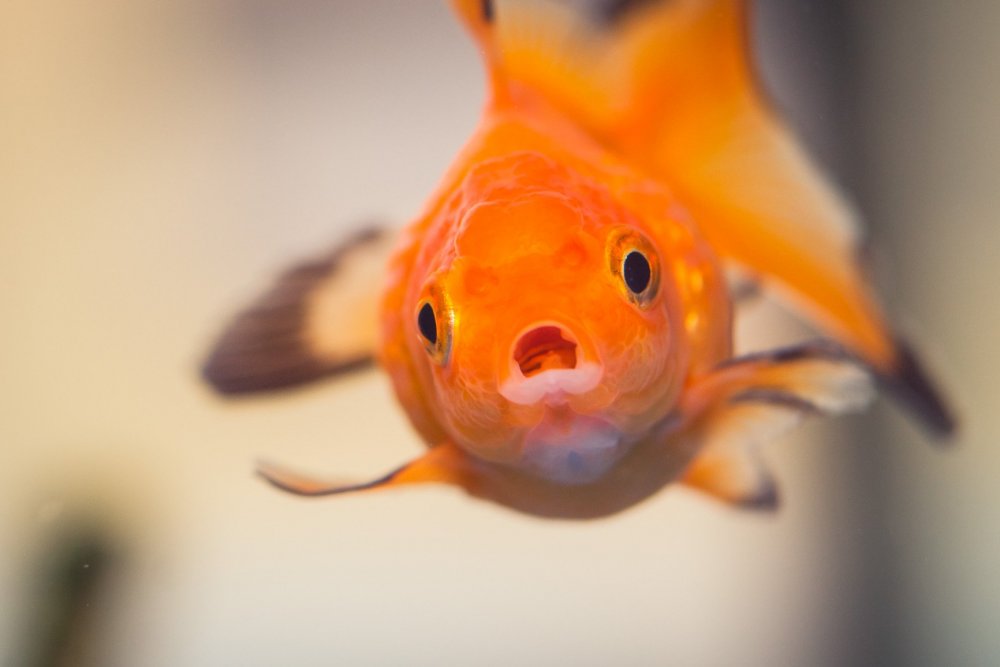 Золотая рыбка в очках