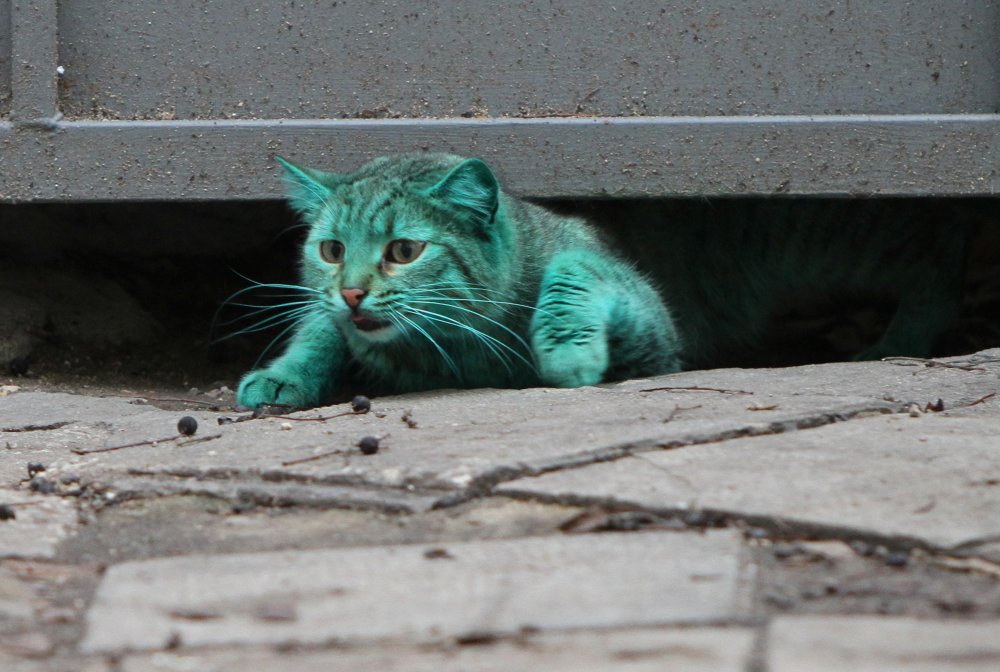 Кошка зеленого цвета