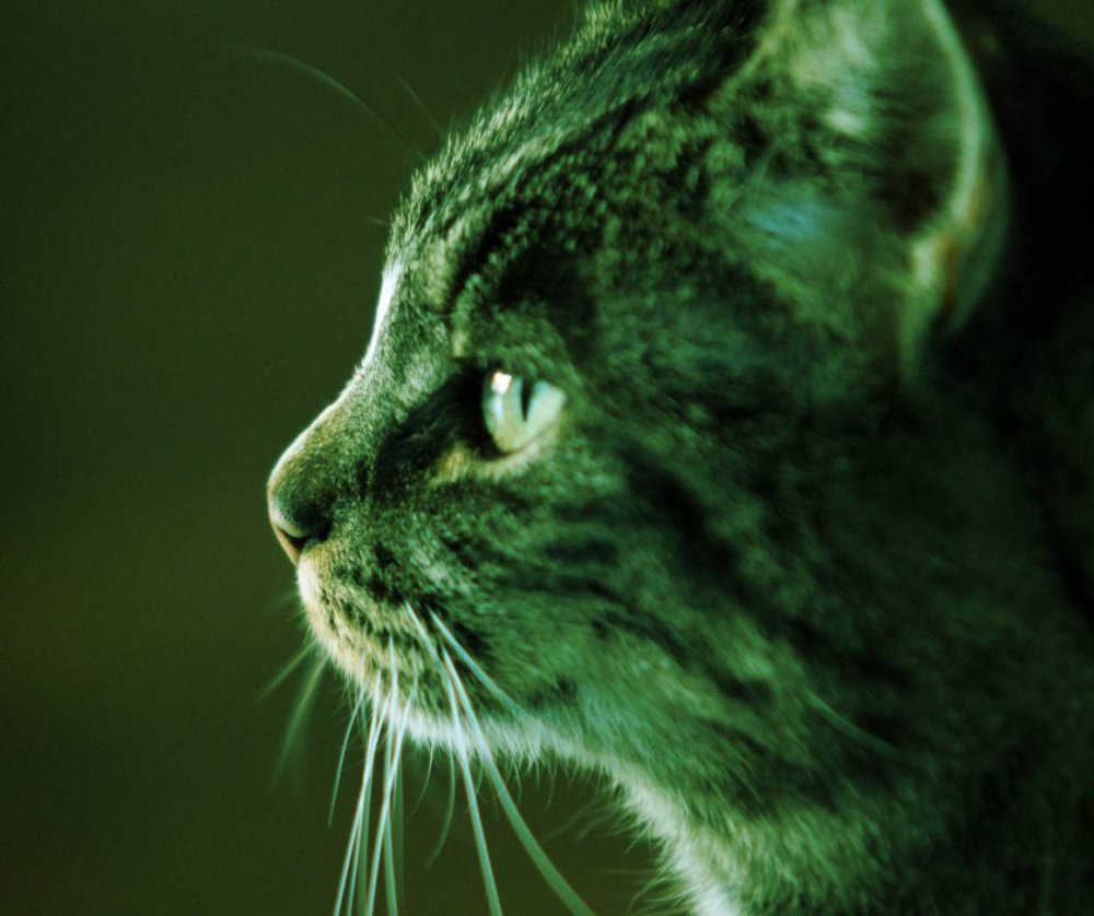 Зеленый котенок