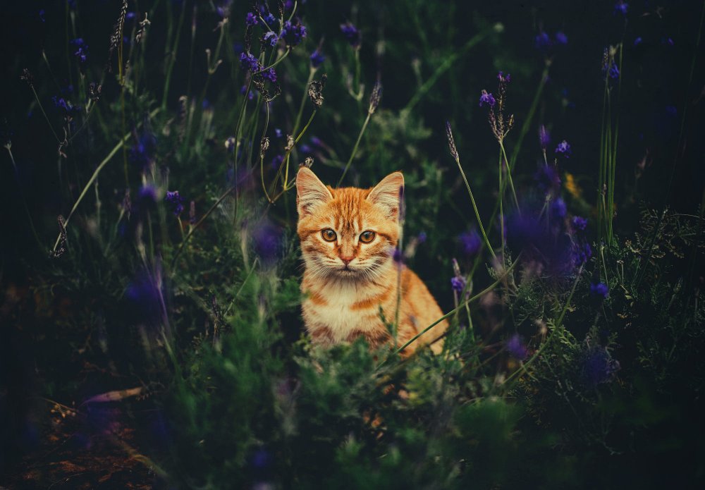 Эстетика котов в лесу