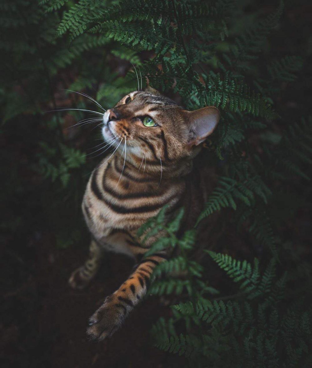 Бенгальский Лесной кот