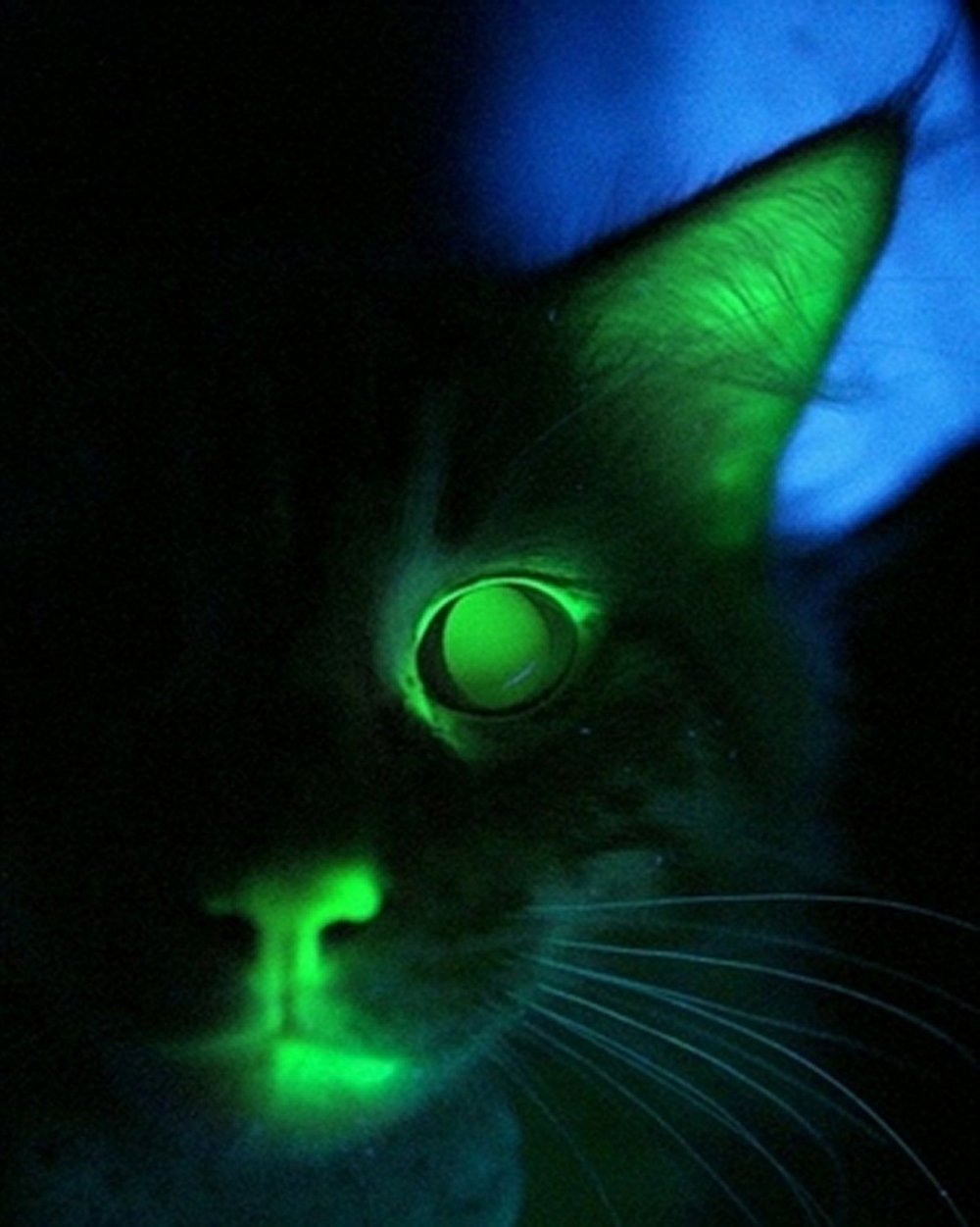 Кот со светящимися глазами