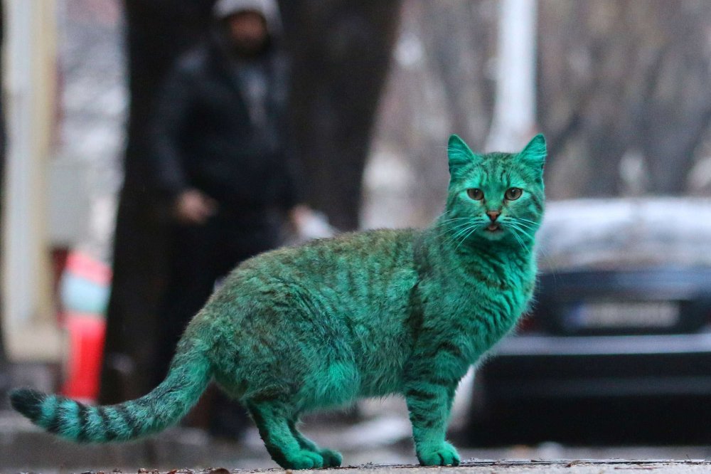 Бывают зеленые коты