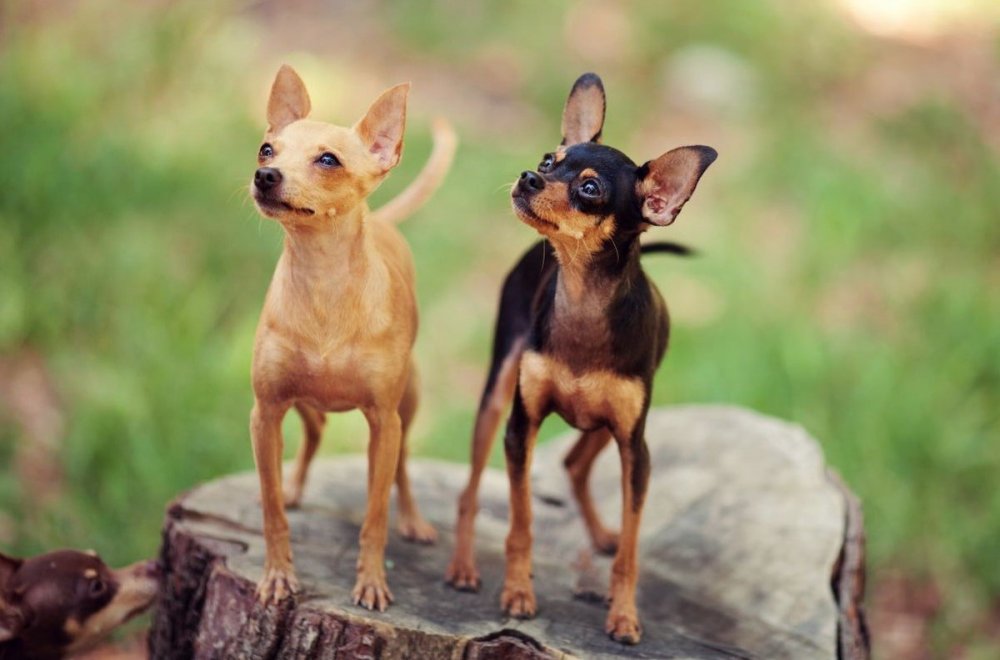 Собачка чихуахуа большими ушами