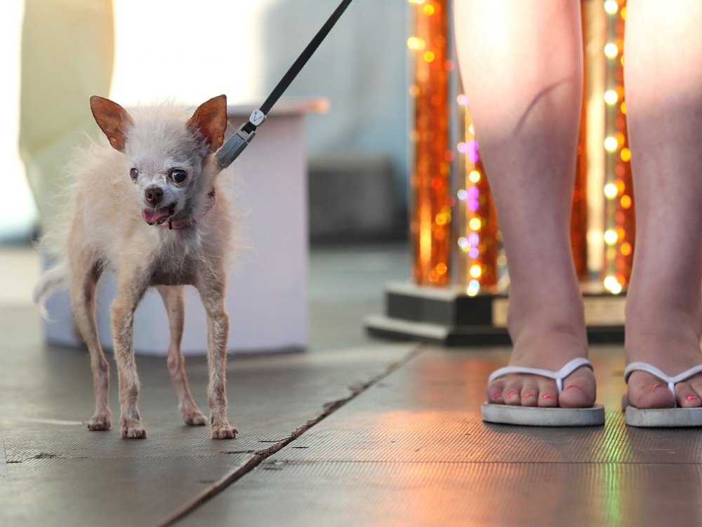 Маленькая собачка на тоненьких ножках