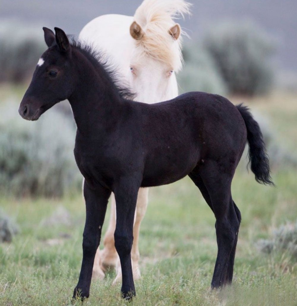 Фризская лошадь белая жеребенок