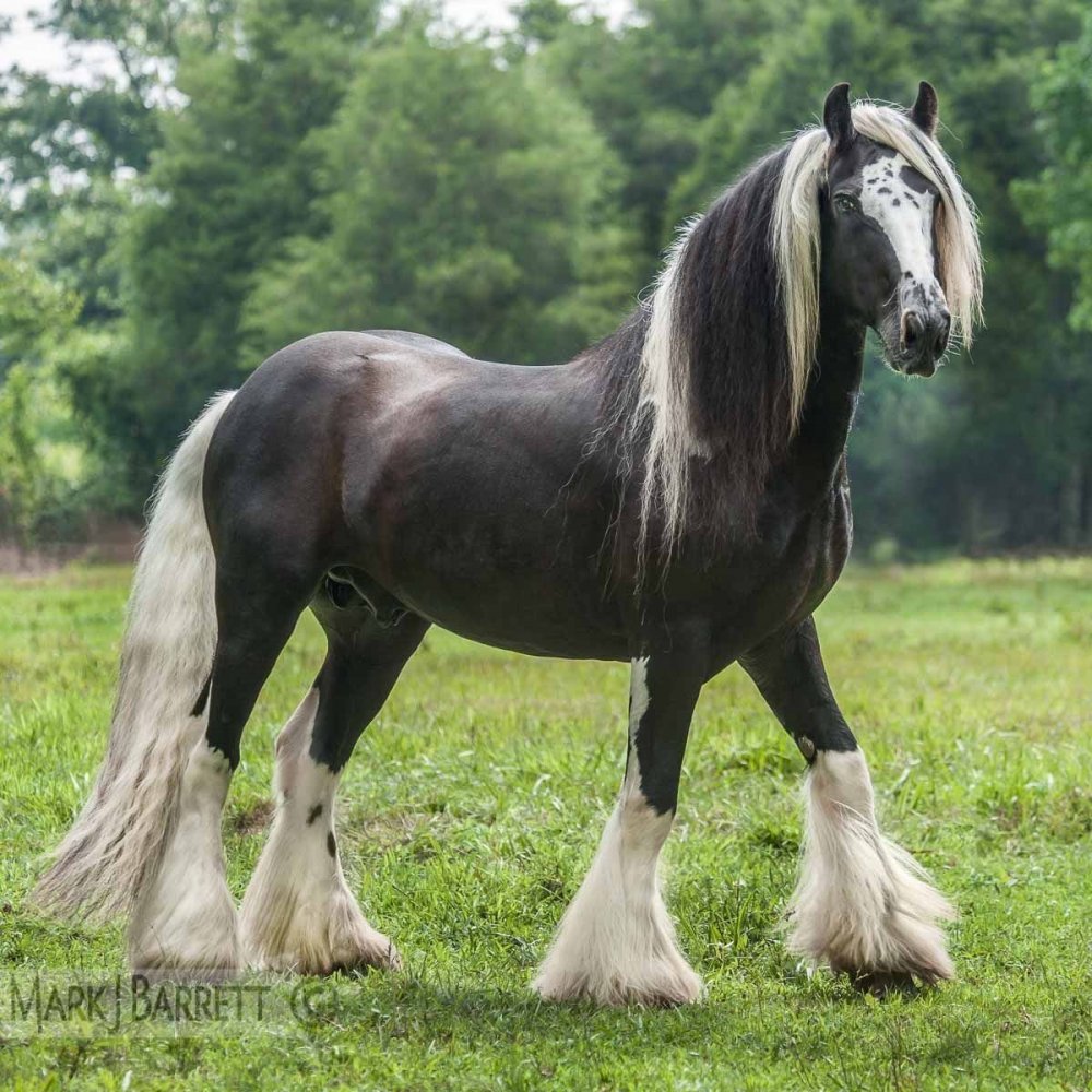 Цыганский Ваннер лошадь