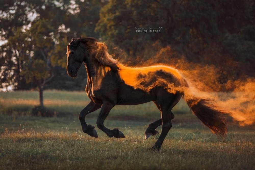 Лошади красивые позы