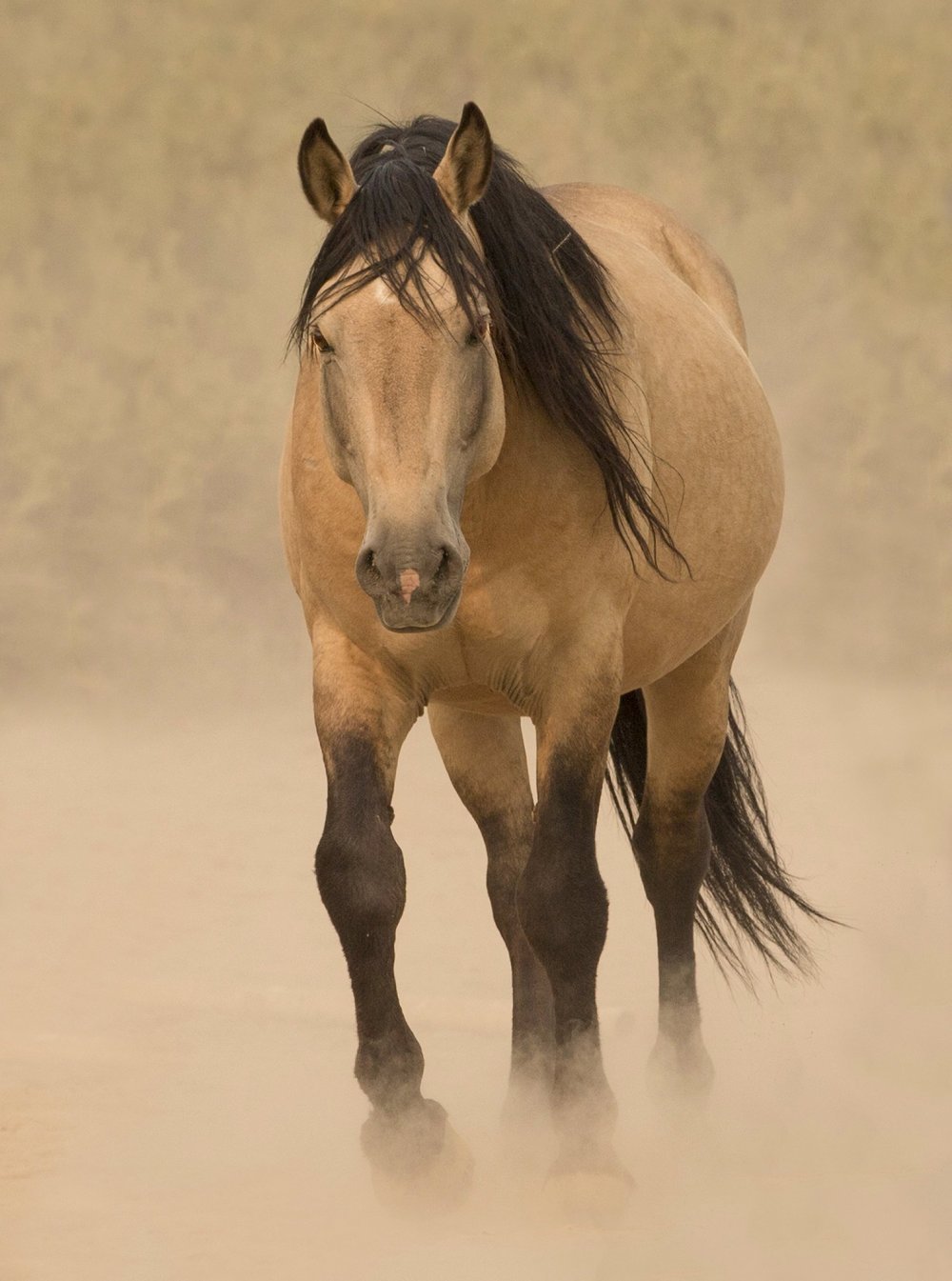 Лошади породы Кигер Мустанг