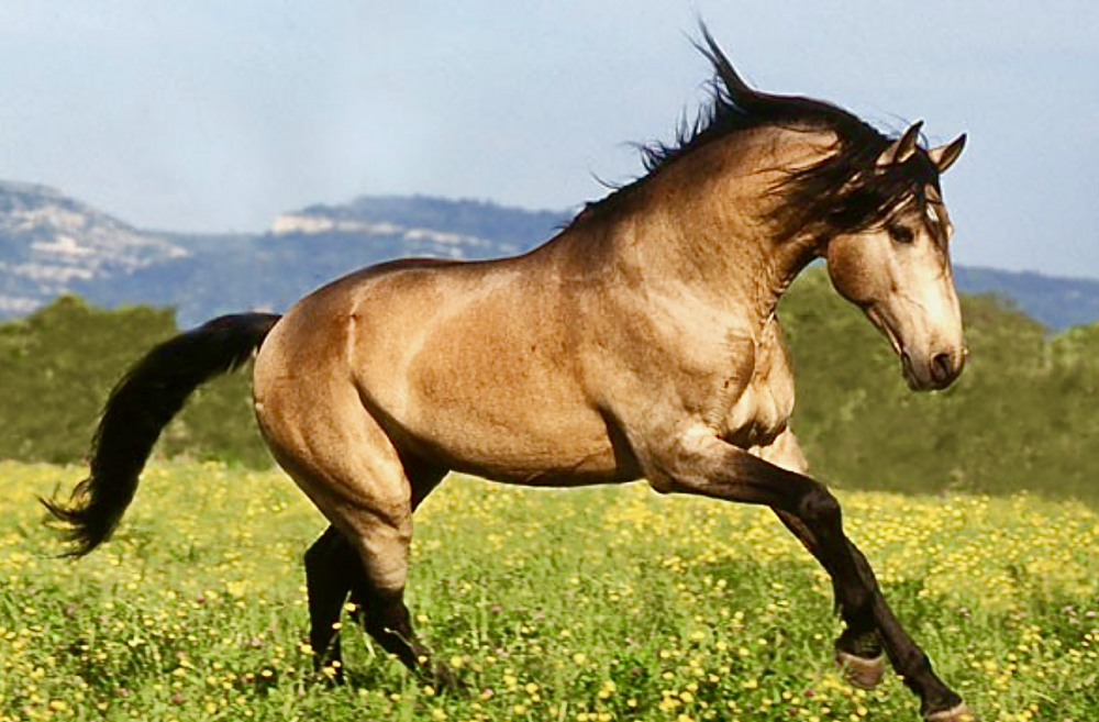 Лошади Мустанги степей Южной Америки