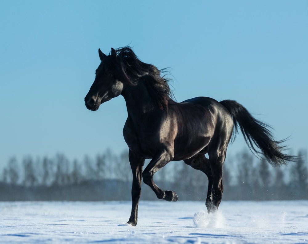 Лошадь бежит Эстетика