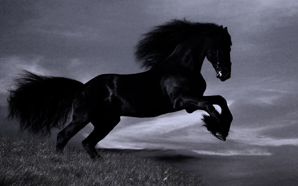 Лошадь породы Мустанг черный