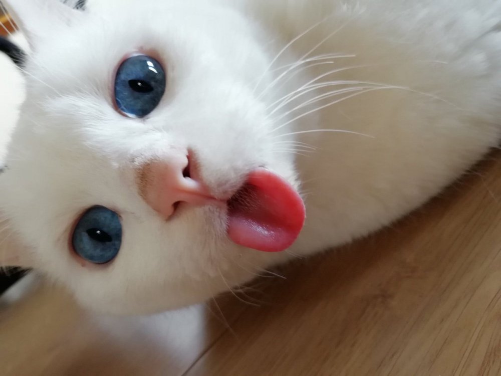 Белая кошка с высунутым языком