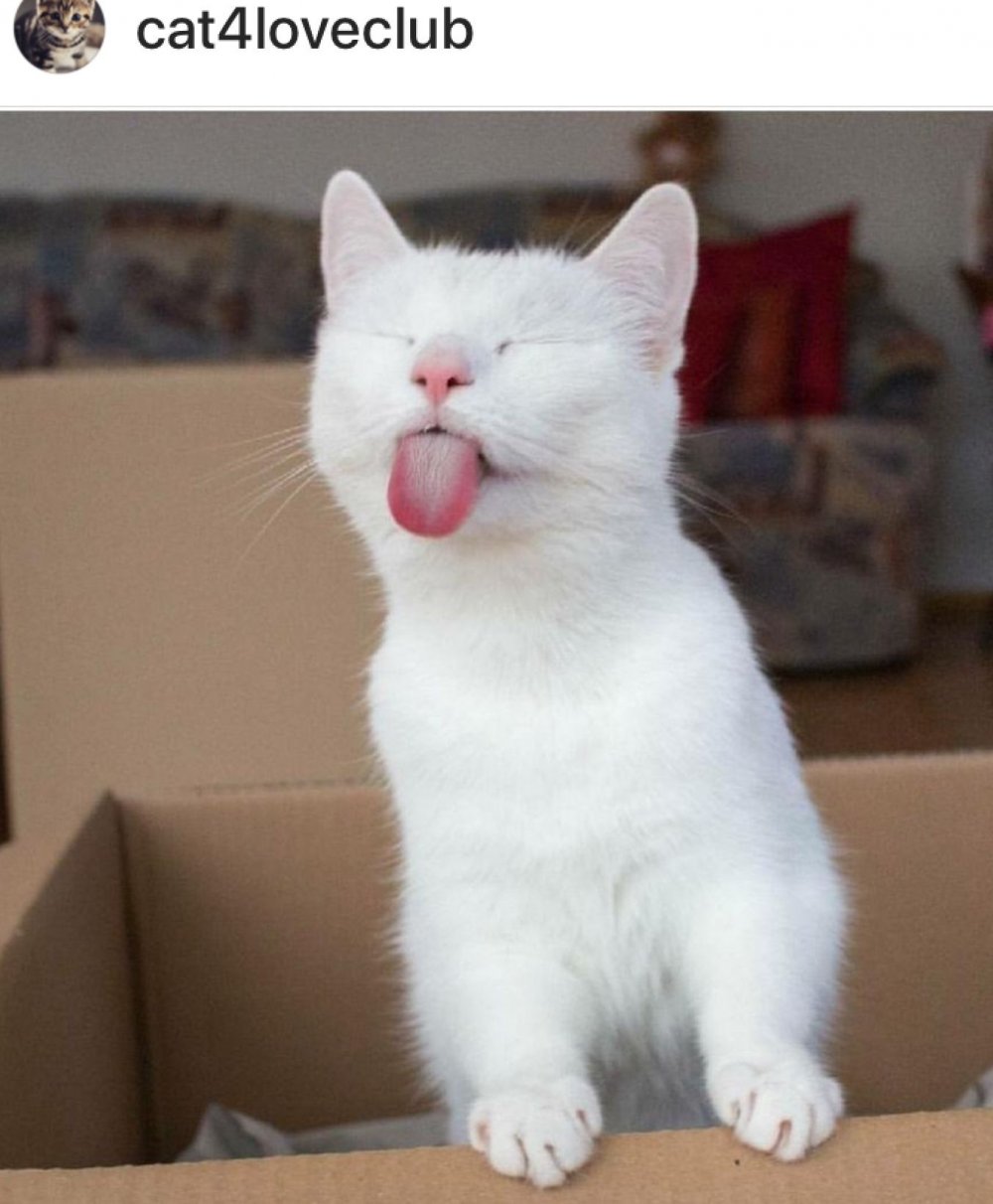 Милый котик с языком