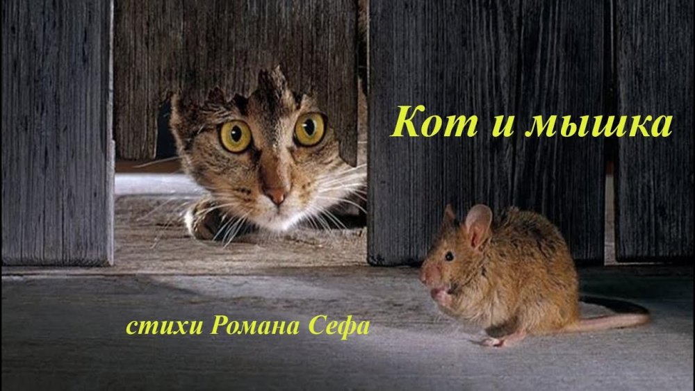 Кошка ловит мышь в амбаре