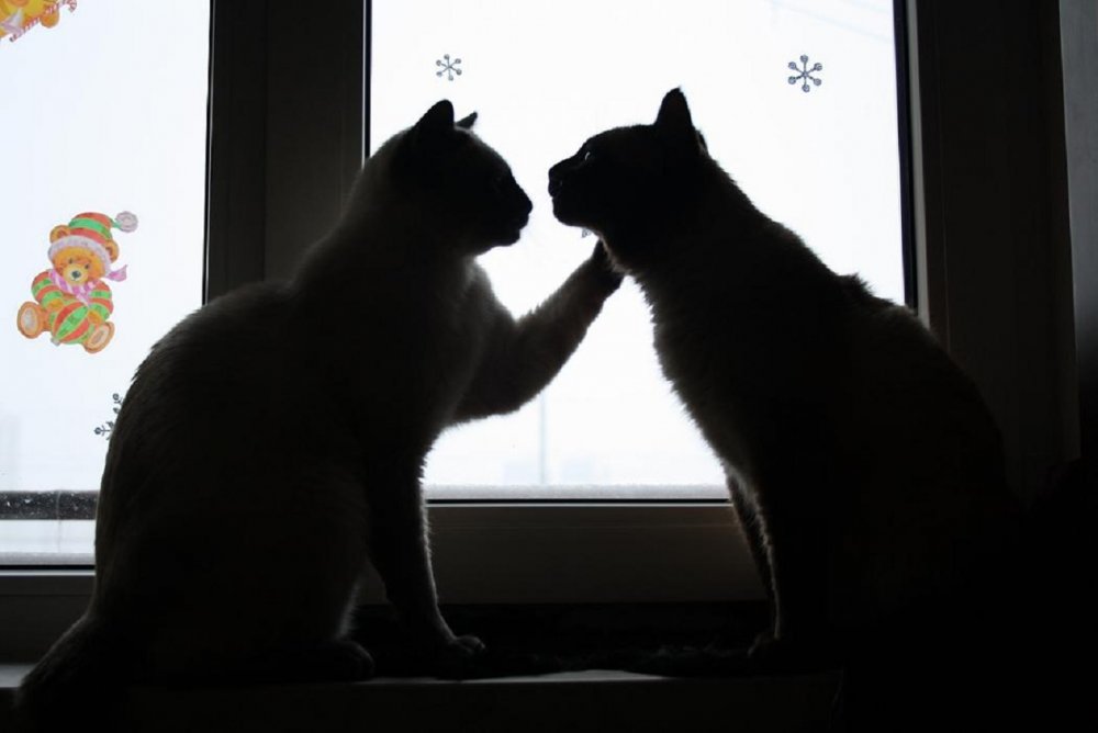 Белый и черный котики любовь