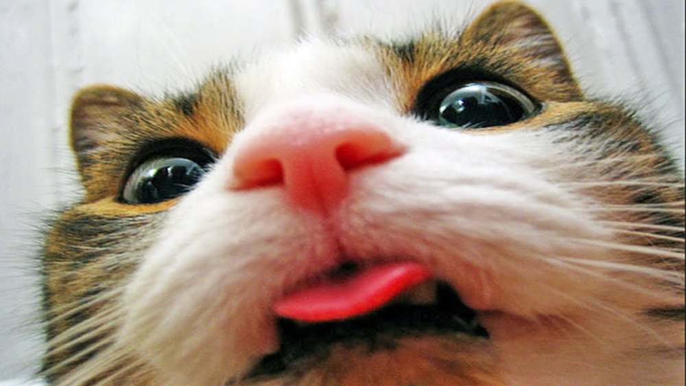 Рыжий котенок с высунутым языком