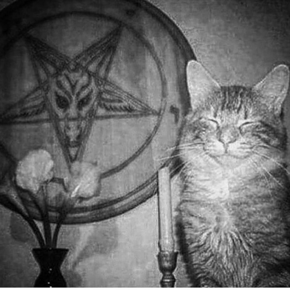 Кот вызывает сатану
