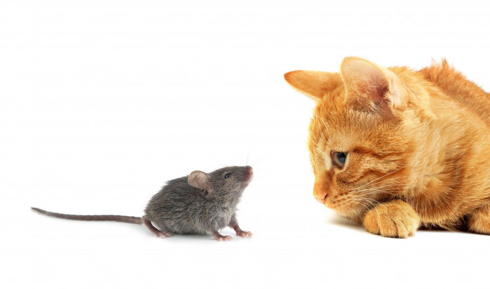 Кот с мышкой в лапах