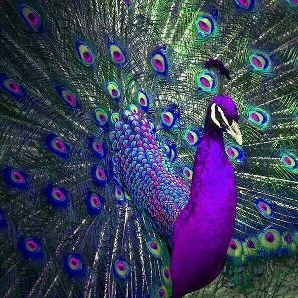 Птичка фиолетовая с желтым