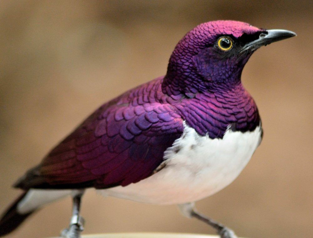 Птица с фиолетовым оперением
