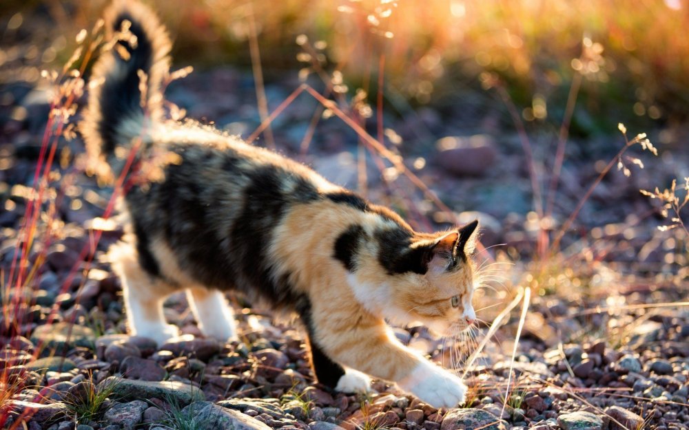 Черепаховая кошка Калико на природе