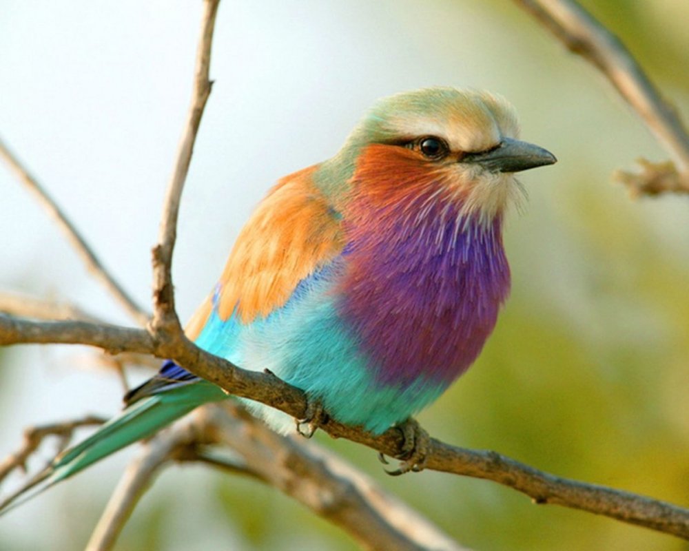 Птицы на фиолетовом фоне