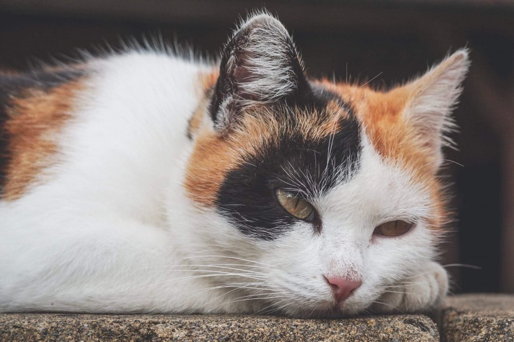 Оранжево бело чёрный кот