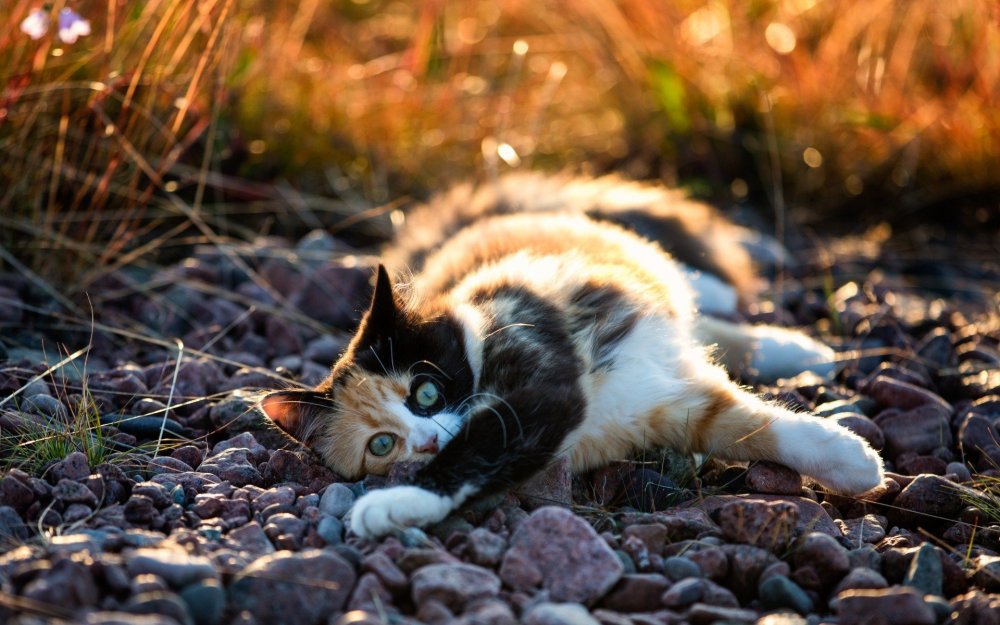 Сибирская черепаховая кошка