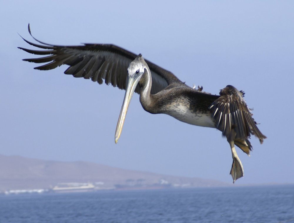 Денежный пеликан