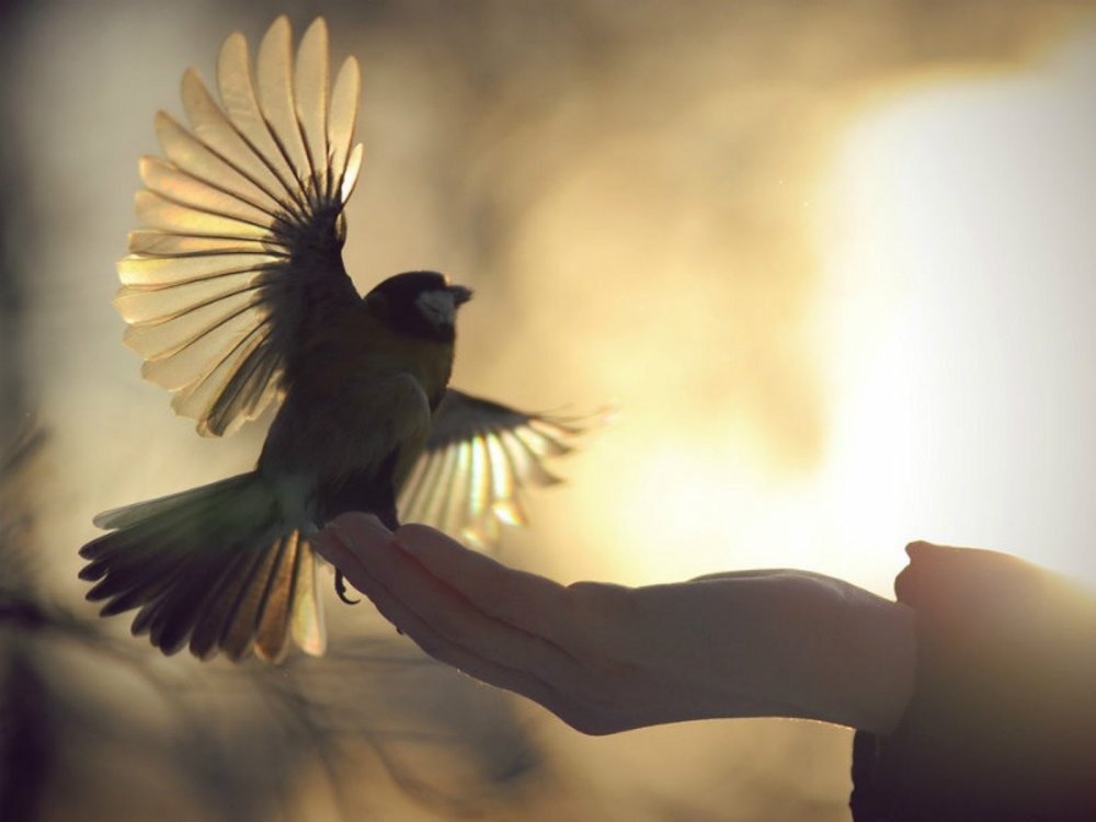 Птица свободы