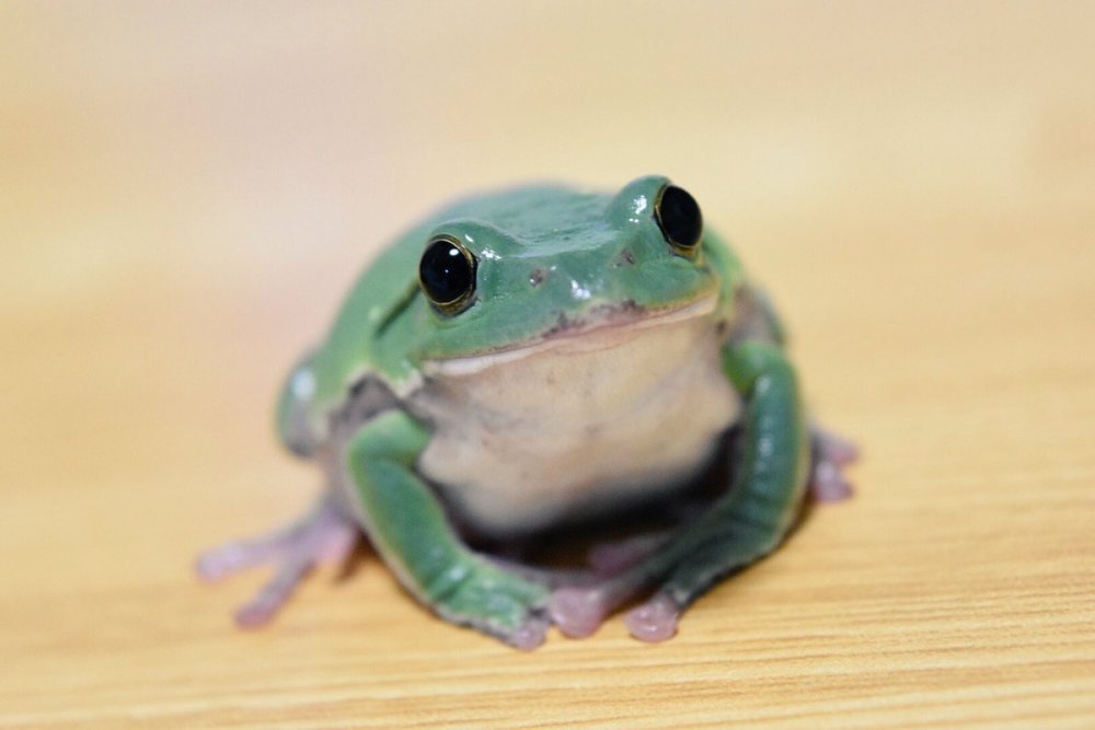 Бородатая жаба