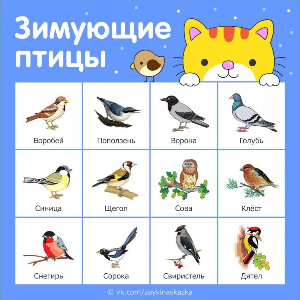 Перелетные птицы средней полосы России