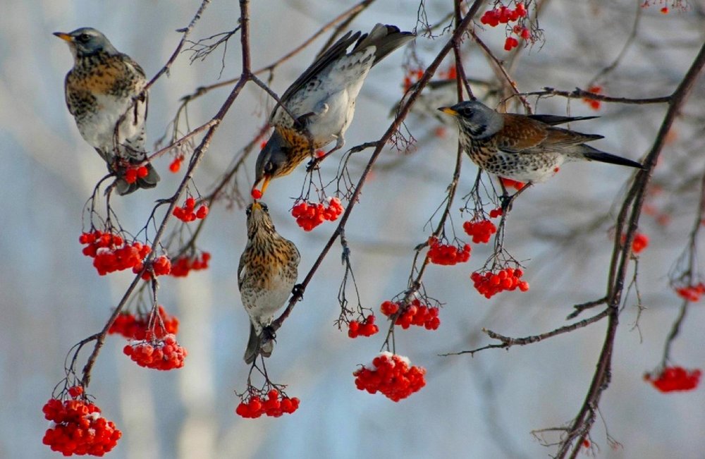 Зимние птицы Урала