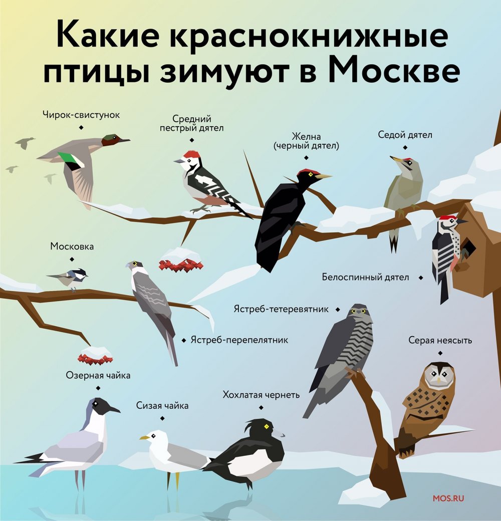 Зимующие птицы Алтайского края Снегири