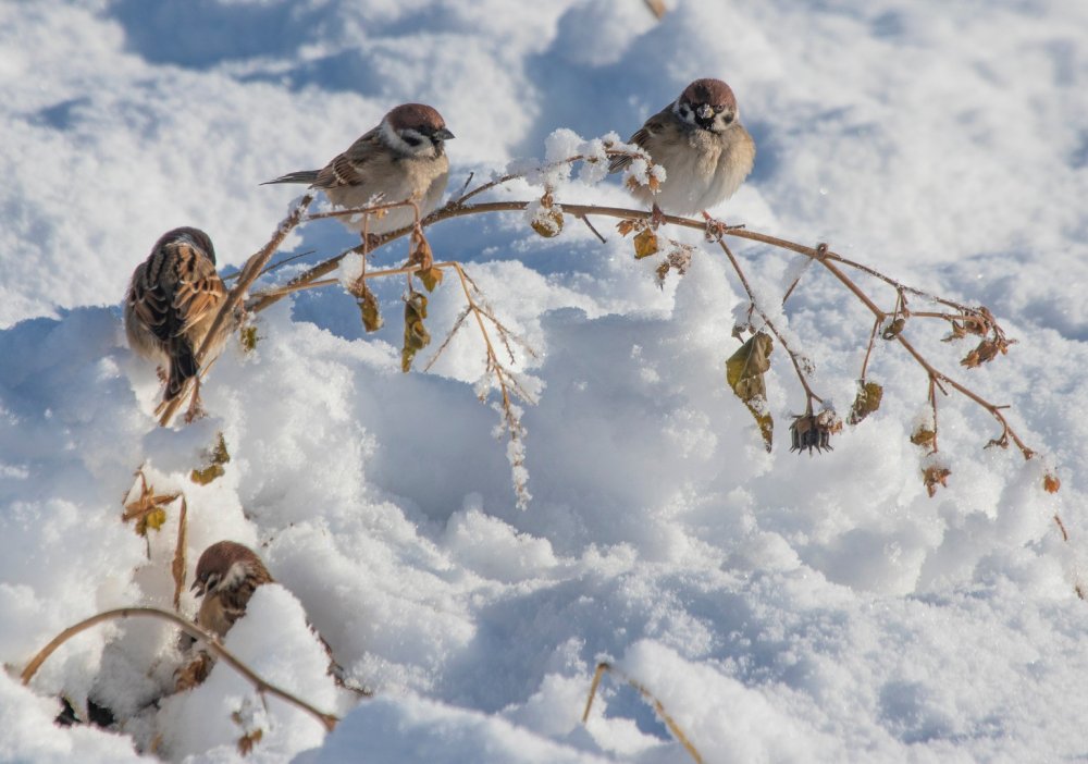 Зимующие птицы сибири