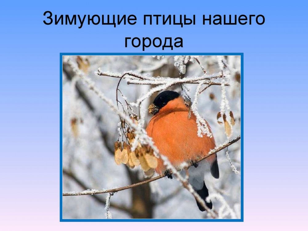 Зимние птицы Сибири