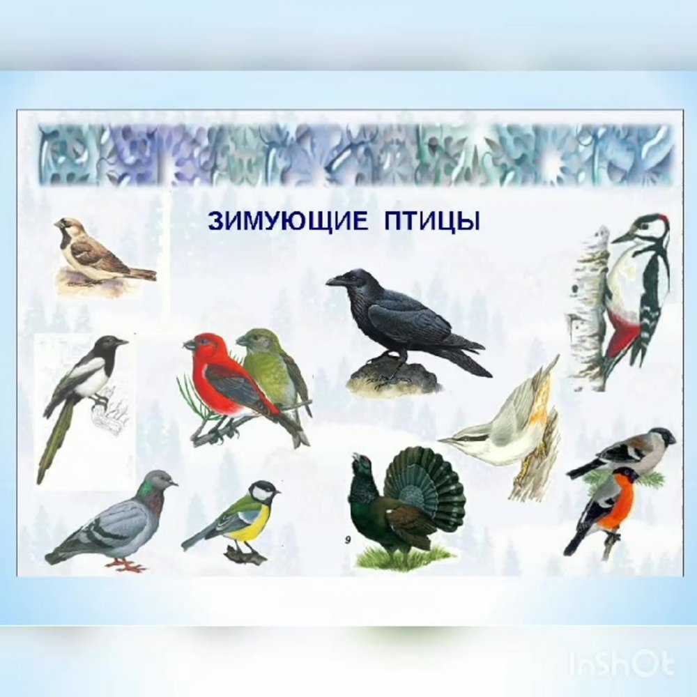 Определитель птиц средней полосы России