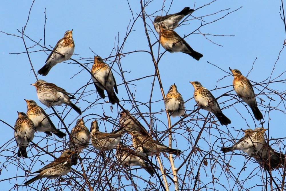 Певчие птицы Волгоградской