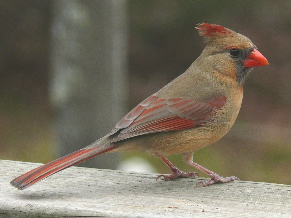 Красная Талка птица