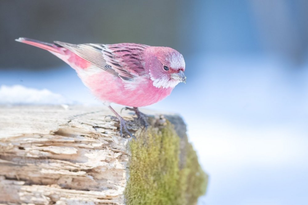 Птичка с розовой грудкой