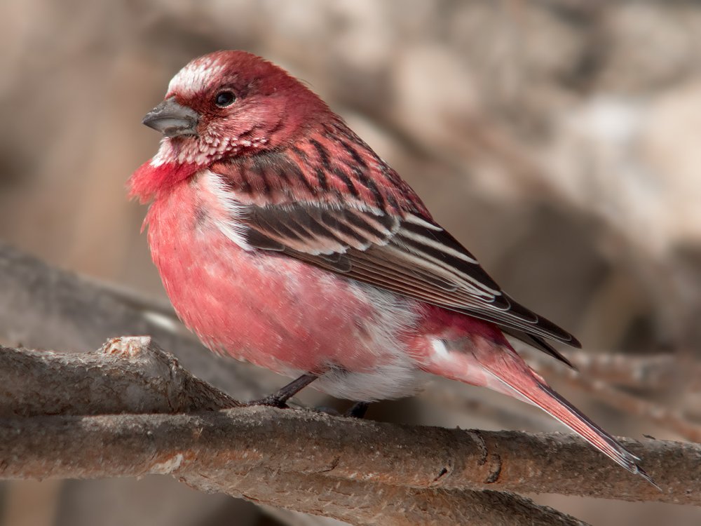 Птица с розовой грудкой