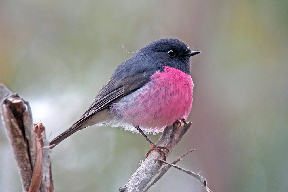 Птичка с розовой грудкой Сибирь