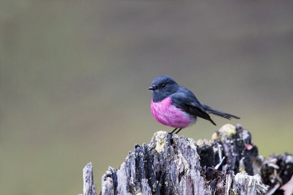 Голубая птичка с розовой грудкой