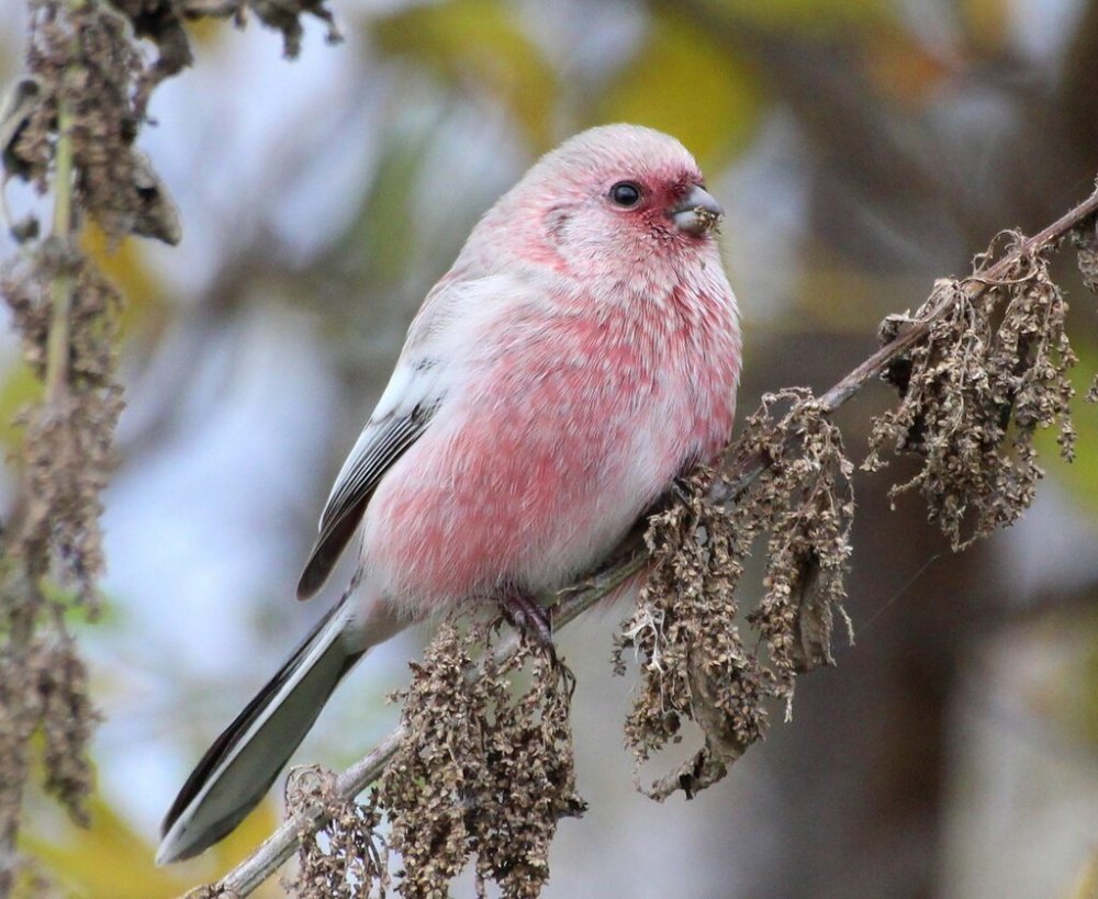 Розовая птица маленькая