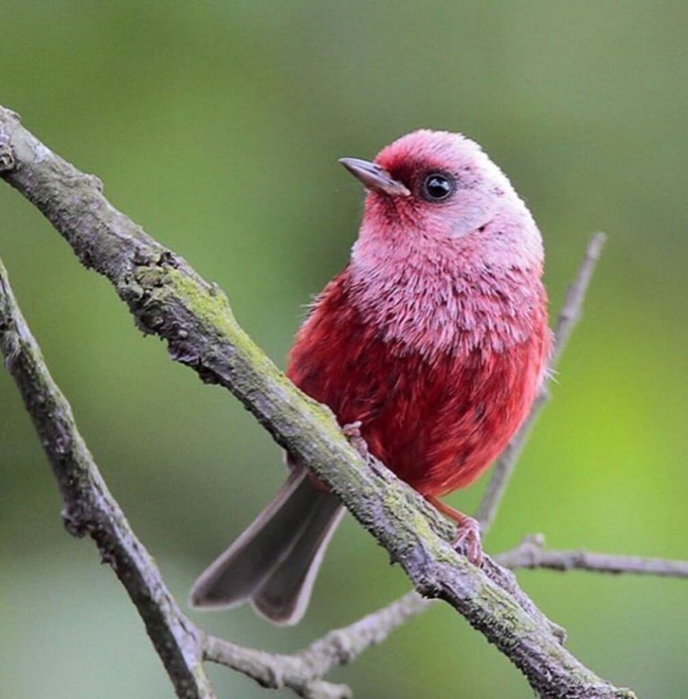 Розовый Воробей птица
